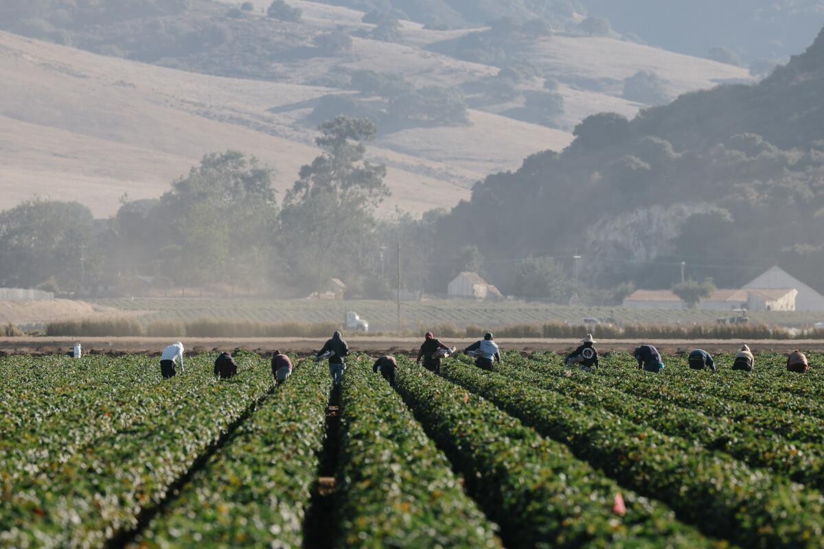 Workers make their way down rows of strawberry plants.